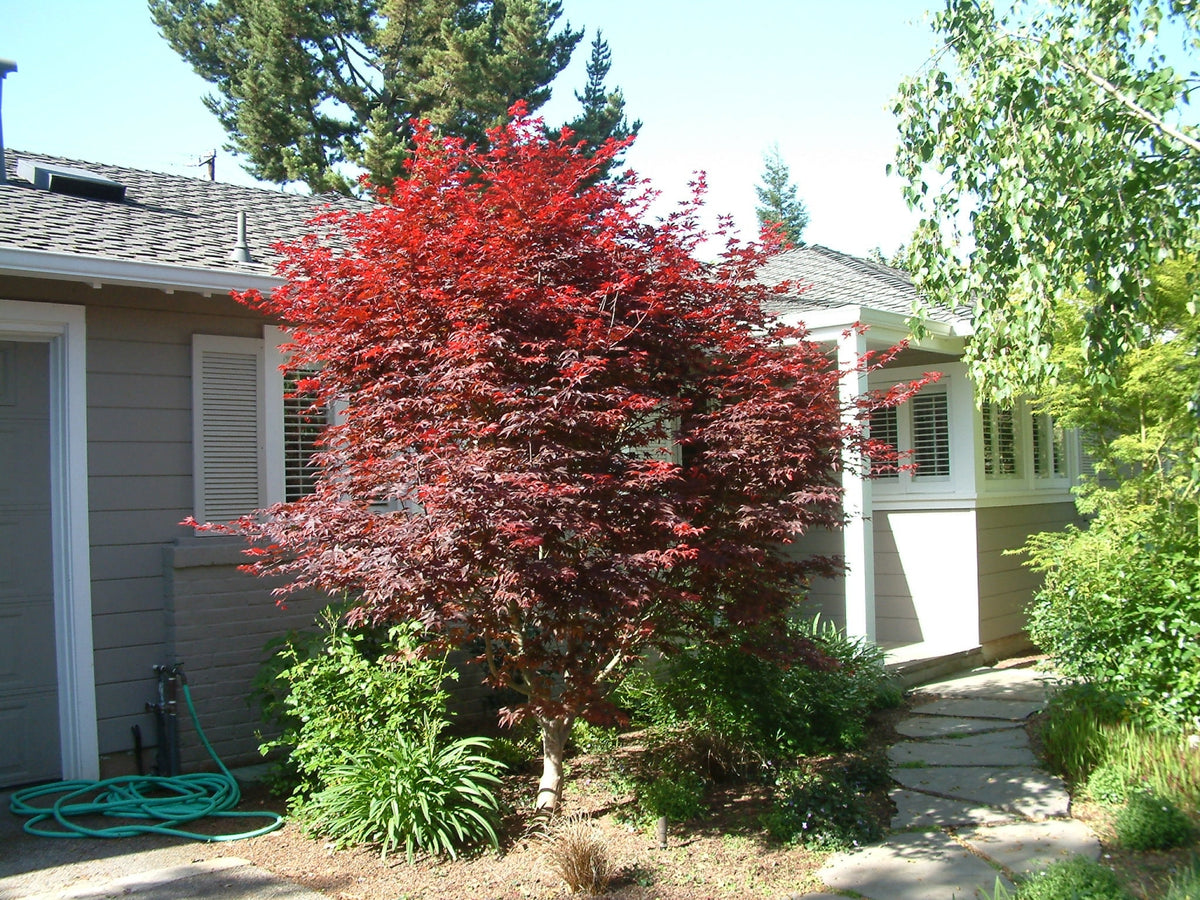 Acer palmatum Bloodgood (Red Japanese Maple)