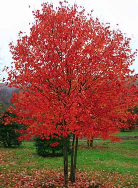 Acer rubrum Red Sunset (Red Canadian Maple)
