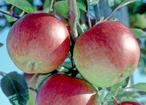 Apple Braeburn (Apple)