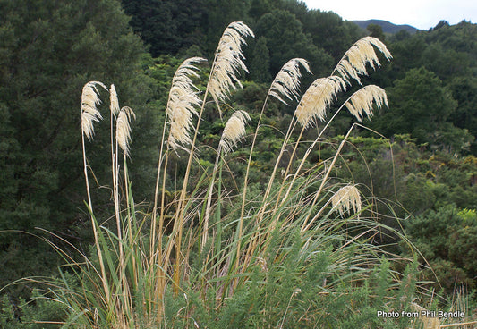 Austroderia toe toe (Toe Toe)