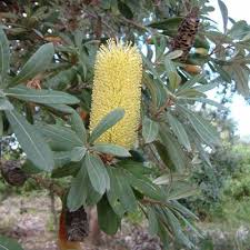Banksia integrifolia (Coast Banskia)