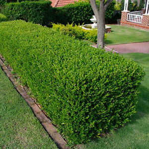Buxus sempervirens (Box Shrub)
