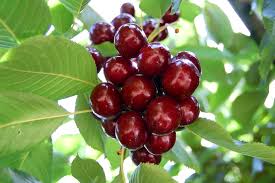 Cherry Lapins (Cherry)
