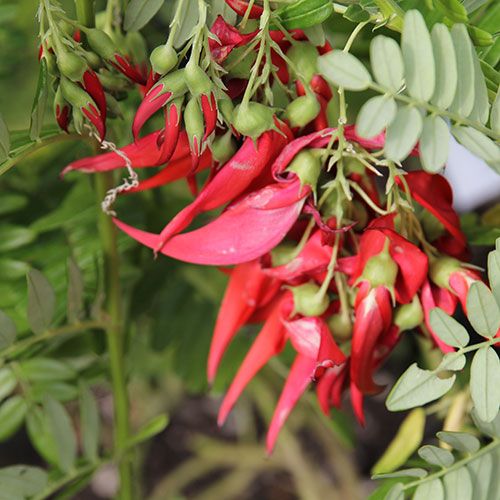 Clianthus puniceus Rosea (Kakabeak)
