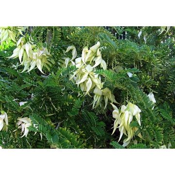Clianthus puniceus Alba (White Kakabeak)