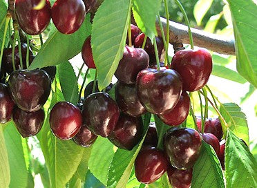 Cherry Compact Stella (Cherry)