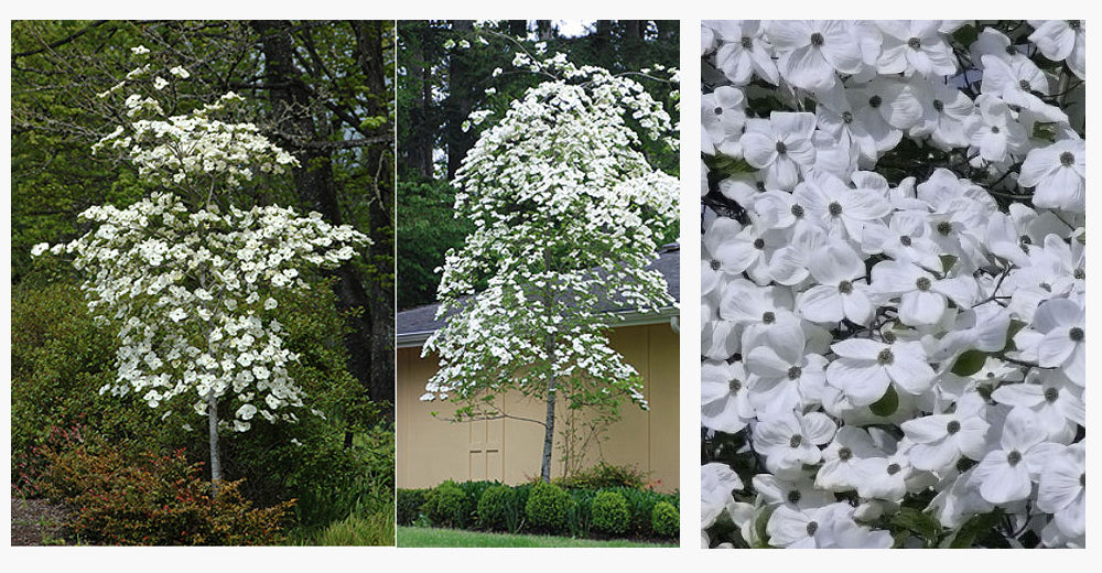 Cornus Eddies White Wonder (Dogwood)