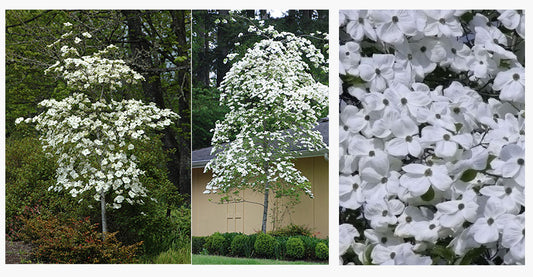 Cornus Eddies White Wonder (Dogwood)