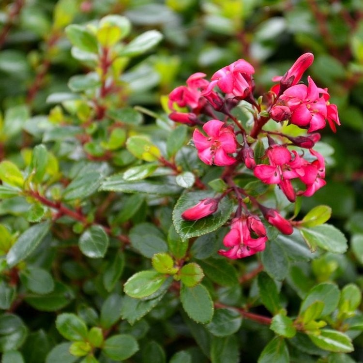Escallonia Red Dream (Escallonia)