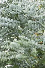 Eucalyptus cinerea (Silver dollar Gum)