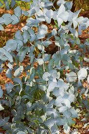 Eucalyptus cordata (Tasmanian Silver Gum)