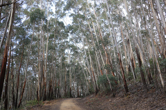 Eucalyptus fraxinoides (White Ash Gum)