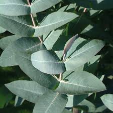 Eucalyptus nitens (Shining gum)