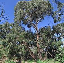Eucalyptus ovata (Swamp gum)