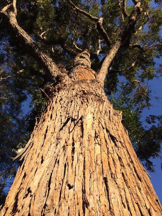 Eucalyptus botryoides (Mahogany Gum)