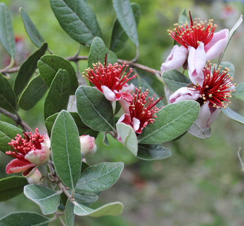 Feijoa sellowiana (Pineapple Guava)