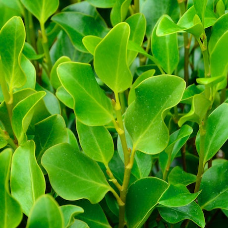 Griselinia littoralis (NZ Broadleaf)