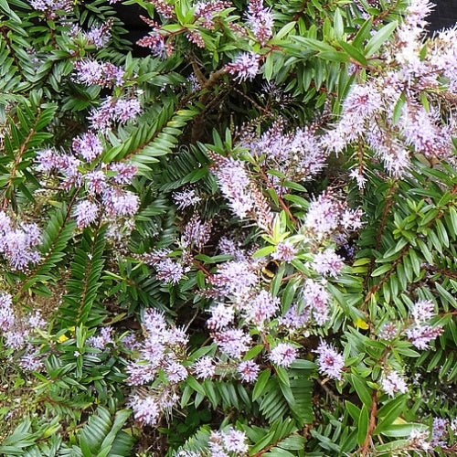 Hebe Ohakea (Hebe)