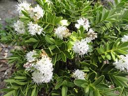 Hebe Wiri Mist (Hebe)