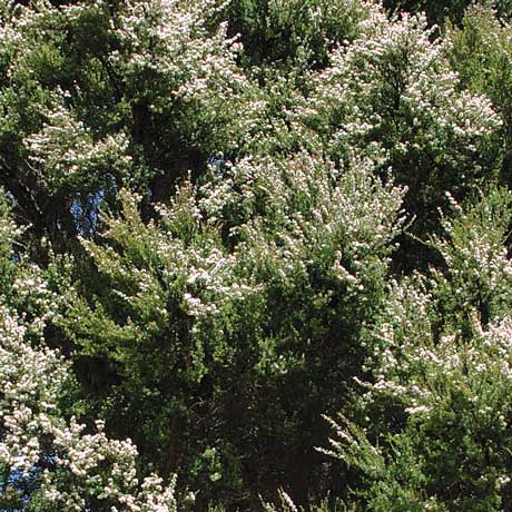 Kunzea ericoides (Kanuka)
