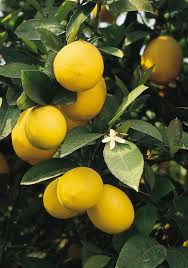 Lemon Meyer (Lemon)