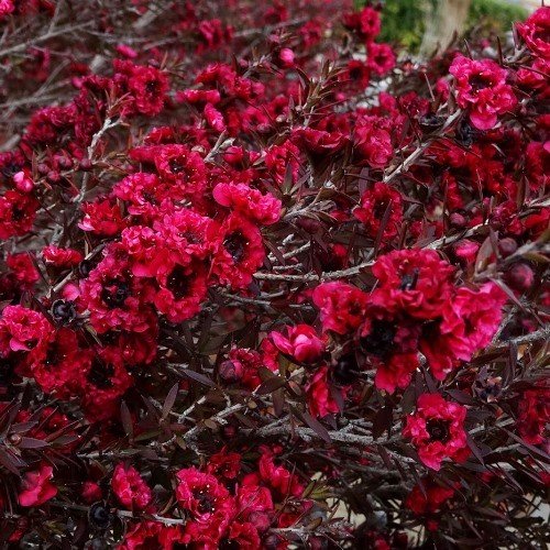 Leptospermum Burgundy Queen (Manuka)