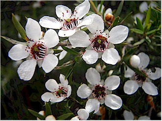 Leptospermum scoparium (Manuka)