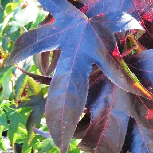 Liquidambar Burgundy (Sweet Gum)