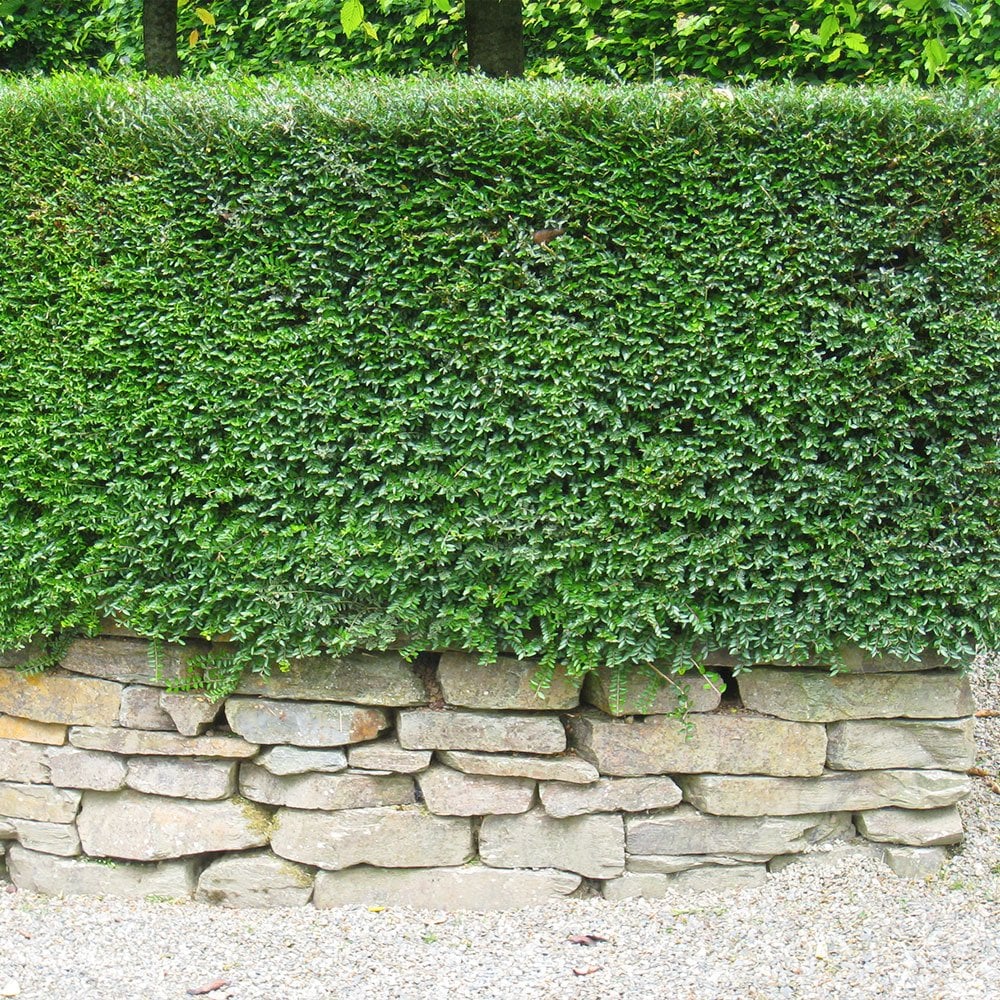 Lonicera nitida (Box Honeysuckle)