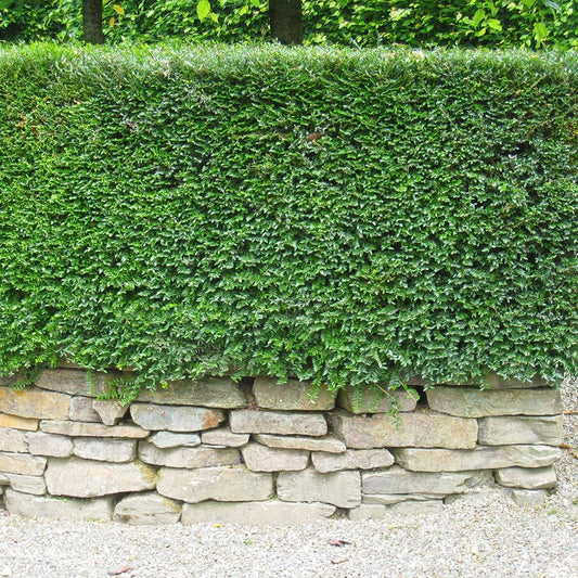 Lonicera nitida (Box Honeysuckle)
