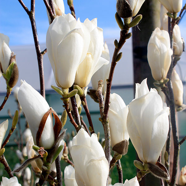 Magnolia denudata (Magnolia)
