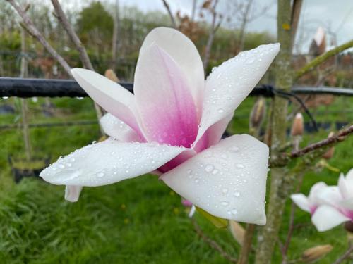 Magnolia Milky Way (Magnolia)