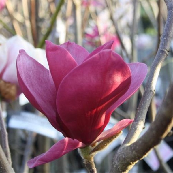 Magnolia Red As (Magnolia)