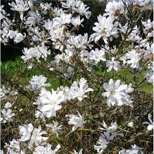 Magnolia stellata (Star Magnolia)
