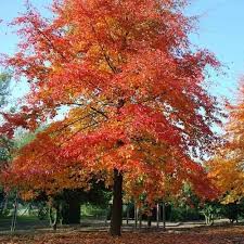 Nyssa sylvatica (Tupelo)