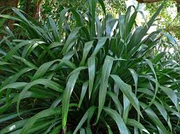 Phormium cookianum (Mountain Flax)