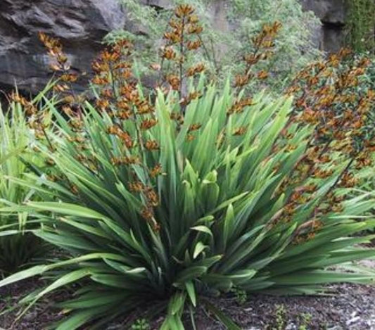 Phormium Emerald Gem (Dwarf Flax)
