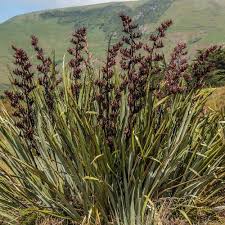 Phormium tenax (NZ Swamp Flax)