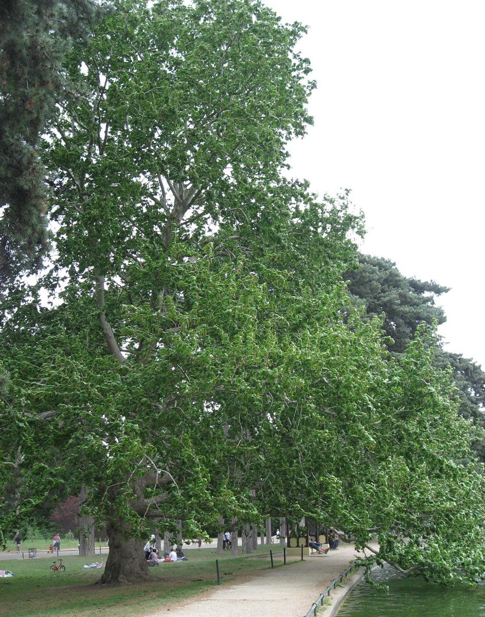 Platanus orientalis (Oriental Plane)