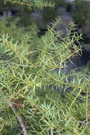 Podocarpus totara (Totara)