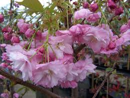Prunus Pink Perfection (Flowering Cherry)
