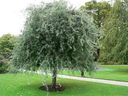 Pyrus salicifolia Pendula (Weeping Silver Pear)