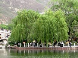 Salix matsudana Pendula (Weeping Willow)