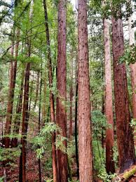 Sequoia sempervirens (Coastal Redwood/Californian Redwood)