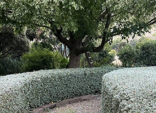 Teucrium fruticans (Silver Germander)