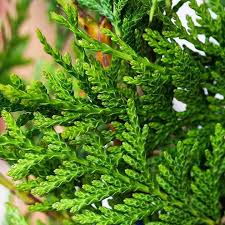 Thuja plicata (Western Red Cedar)