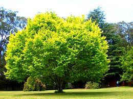 Ulmus glabra Lutescens (Golden Elm)