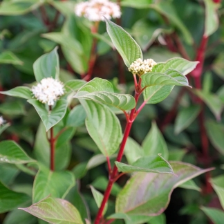 Cornus alba sibirica
