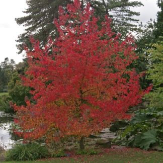 Liquidambar Worplesdon