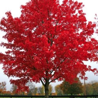 Acer rubrum October Glory